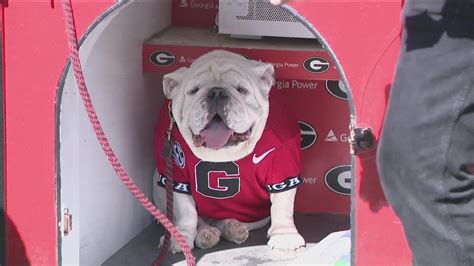 What to know about Uga | UGA's mascot | 11alive.com