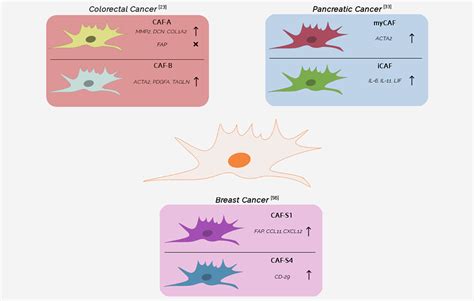 In search of definitions: Cancer‐associated fibroblasts and their ...