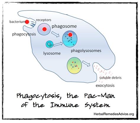 Immunity System