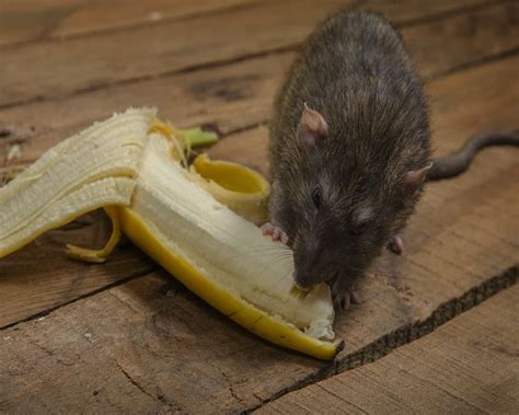 Can Rats Eat Bananas? (Quick Answer) - Animal Quarters