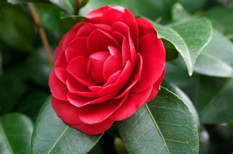 Red Camellia Plants Potted Garden Flowers Tree 50 Seeds | Etsy ...