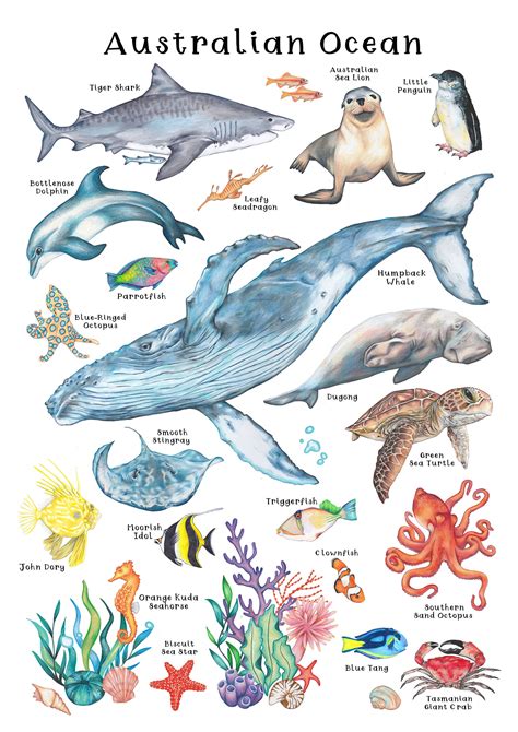 Australian Ocean Poster Hand-drawn Aussie Marine Animals & - Etsy Australia