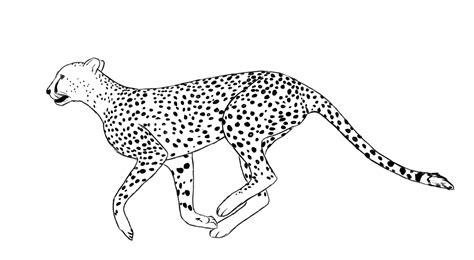 scary cheetah drawings