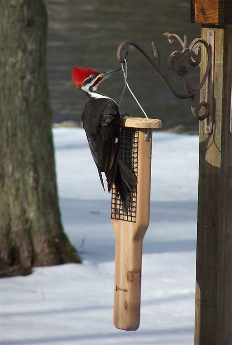 Pileated Woodpecker on Suet Feeder Photograph by Holly Eads - Pixels