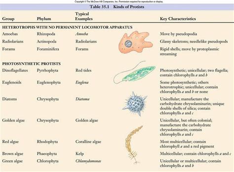 Kingdom Protista - BIOLOGY4ISC