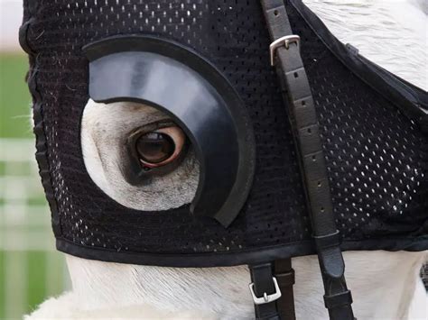 Horse Blinders: Everything You Need To Know