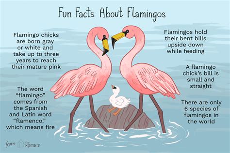 A Flamboyance of Flamingos | Two Chums