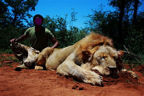 African lion hunting safari packages South Africa | Mkulu African ...