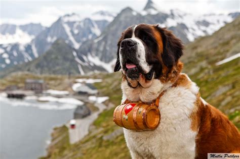 Mutlu Patilerr: Senbernar Köpekleri / The Hospice Dog St. Bernard