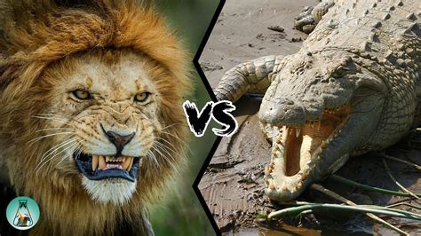 Lion Vs Crocodile