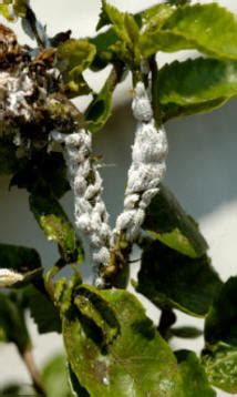 Woolly Aphid control. Advice and information.