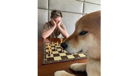 Dog Playing Chess | Know Your Meme