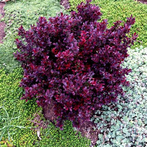 Redirect Notice | Shrubs for landscaping, Landscaping plants, Dwarf plants