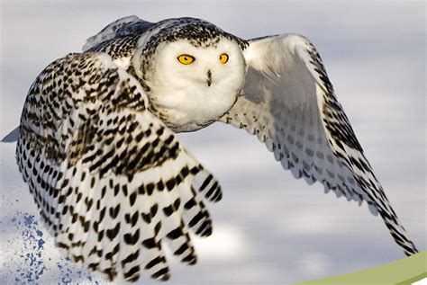 Amazing Facts About Snowy Owls