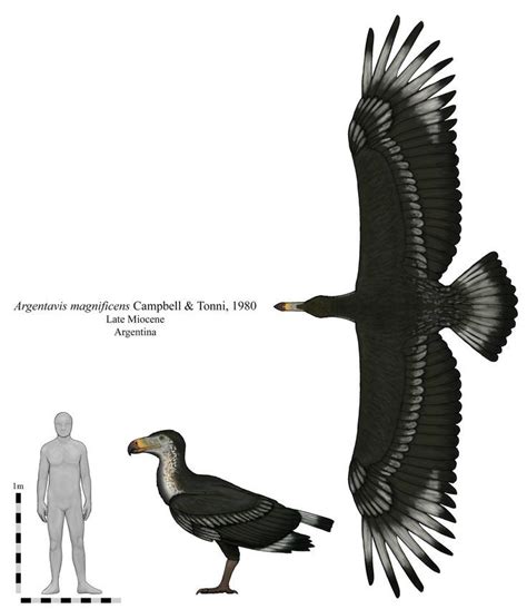 Argentavis magnificens, a species of teratornithid bird from Miocene ...