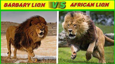 Asiatic Lion Vs African Lion Barbary Vs African Lion