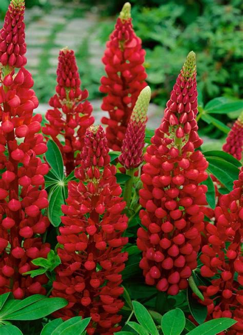 Lupine ' Red Scarlet ' 25 Seeds | Etsy