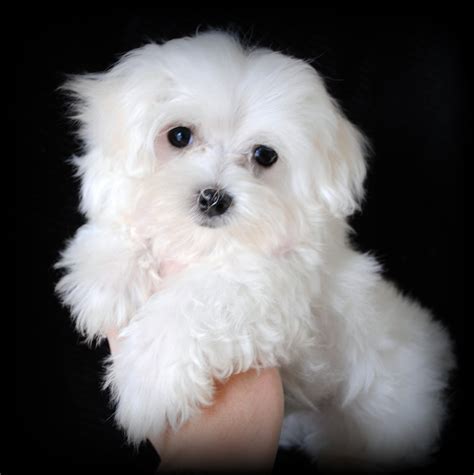 Maltese Puppies for Sale in North Carolina: Adorable Maltese Puppies