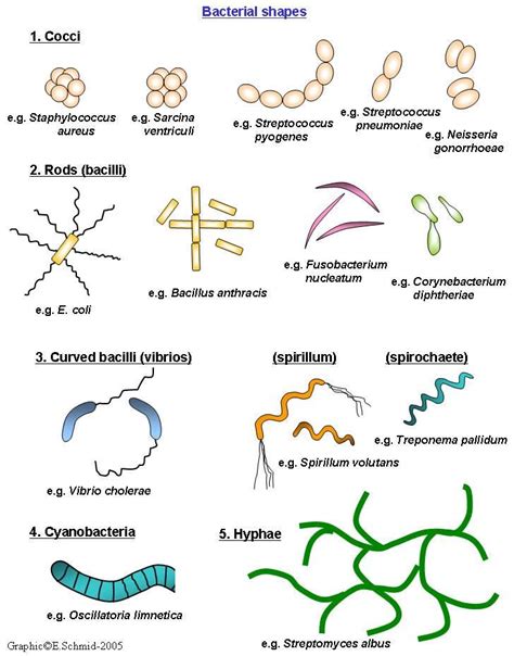 72 best images about Microbiology on Pinterest | Image search, Public ...