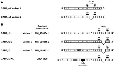 Diagram of PCR primer design for human GABA A α 4 and γ 2 variants. A ...