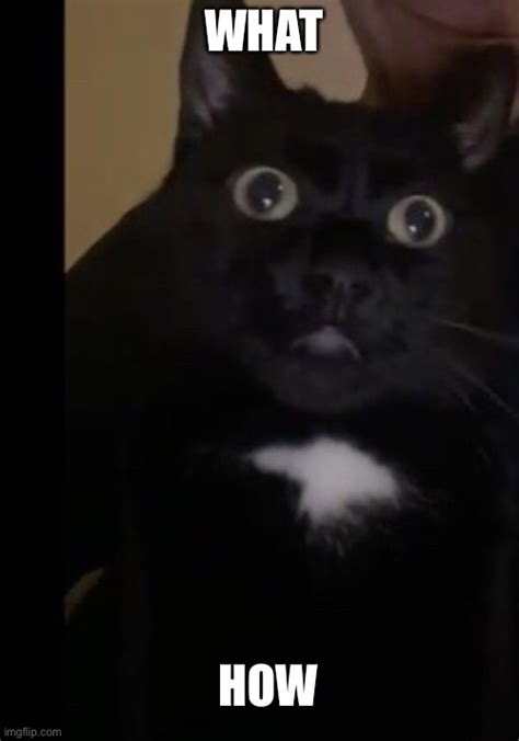 Confused Cat Memes - Imgflip