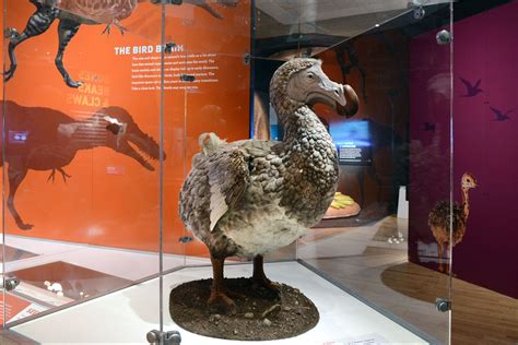 Dodo may not have been so dumb | TBR News Media