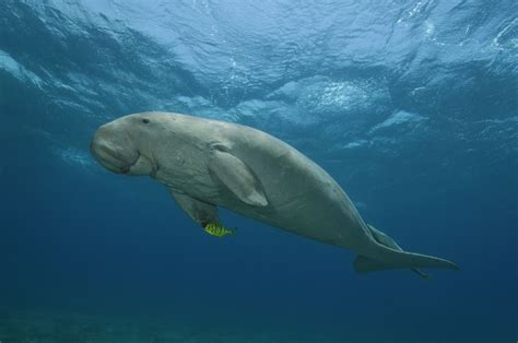 Dugong conservation in the UAE. Bu Tinah Island | Freediving in United ...