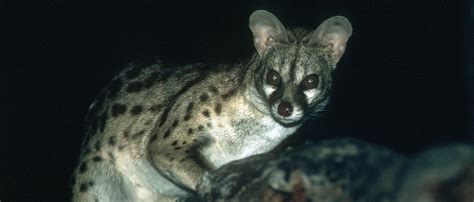 Genet | African Wildlife Foundation