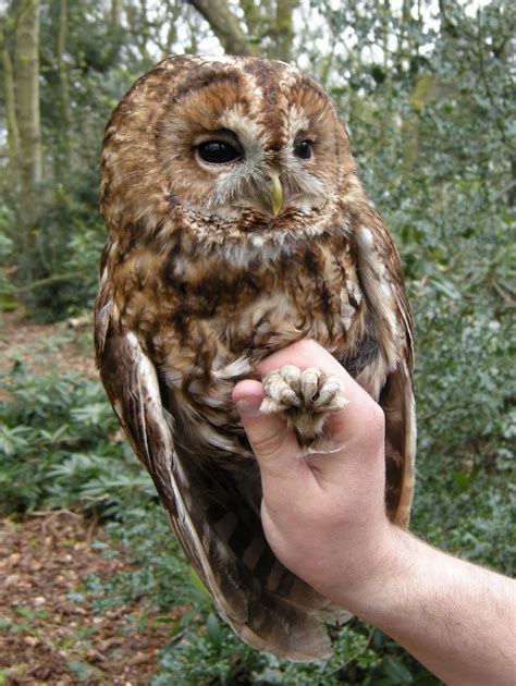 Chris's Bird Ringing: Tawny Owl!!