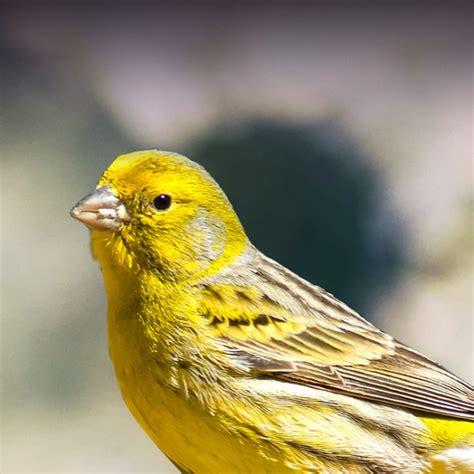 Canary Personality, Food & Care – Pet Birds by Lafeber Co.