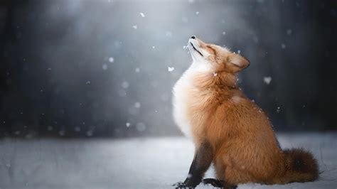 A Fox In The Snow [1920x1080] : r/wallpapers