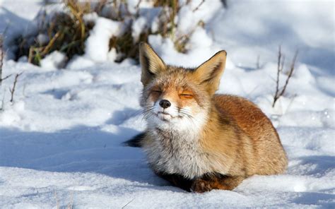 Snow Fox Wallpapers - Wallpaper Cave