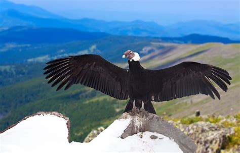 The Birds of the Andes - WorldAtlas