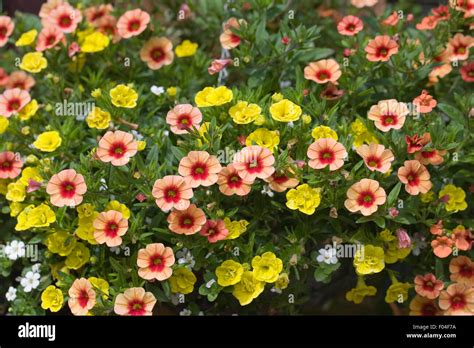 Calibrachoa. Million bells flowers in a hanging basket Stock Photo - Alamy