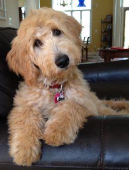 Apricot Labradoodle | PuppyLove | Pinterest | Love the, Spring and Love