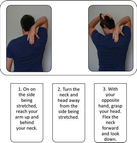 Stretching Guide: Levator Scapulae | Heath and fitness, Yoga stretches ...