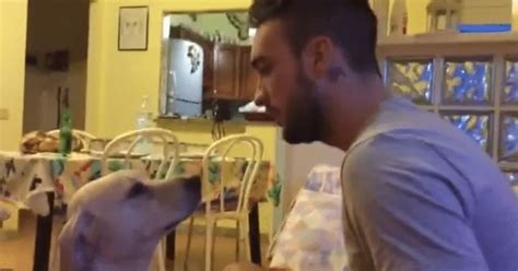 Guilty Dog Gives His Owner The Most Dramatic Apology Ever - Dog Dispatch