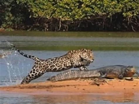 Jaguar Hunting Crocodile