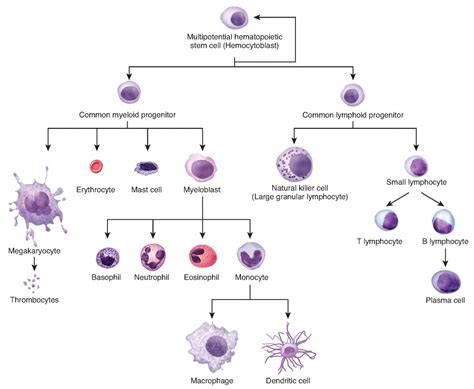 Cellular Differentiation | Anatomy and Physiology I