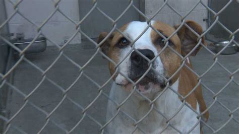 Sacramento animal shelter launches new program to find missing pets