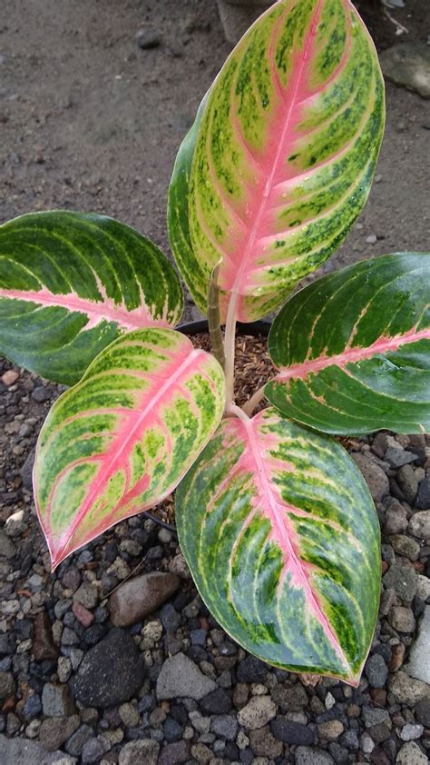 in this video i want to share types of aglaonema #aglaonema # ...