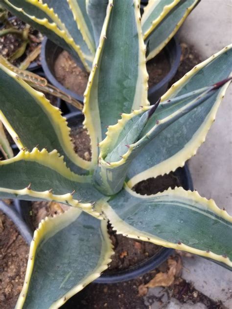 Agave Americana Variegated 1 Gal. Pot Drought Tolerance Agave. - Etsy