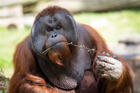 Saving Orangutans, One Bridge at a Time - The Houston Zoo