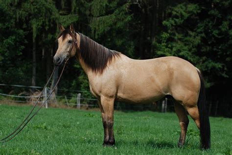 Appendix Quarter Horse Breed Information, History, Videos, Pictures