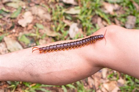 Scolopendra gigantea: The Giant Centipede With a Painful, Venomous Bite ...