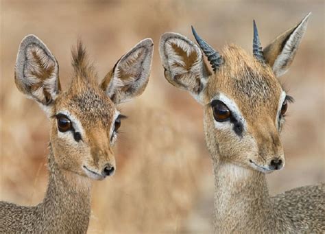 Meet the Dik-dik: the Cutest Little Antelope Ever