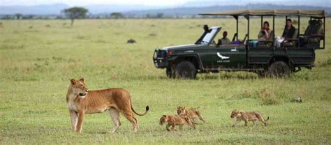 5 days Serengeti and Zanzibar safari | Zanzibar Tours | Zanzbiar Safaris