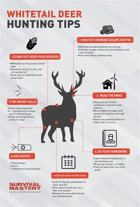 Deer Hunting Tips: Best Weapons, Safety Questions and Expert's Advices