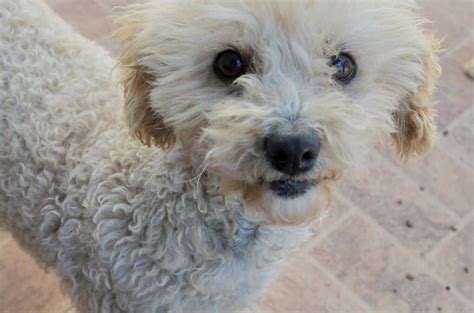 Toy Poodle For Adoption | Wow Blog