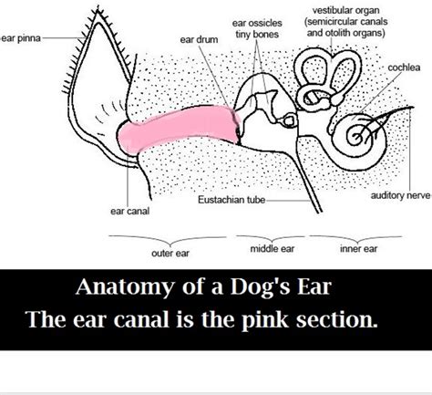 Collection 101+ Pictures Pictures Of The Ear Canal Superb 10/2023